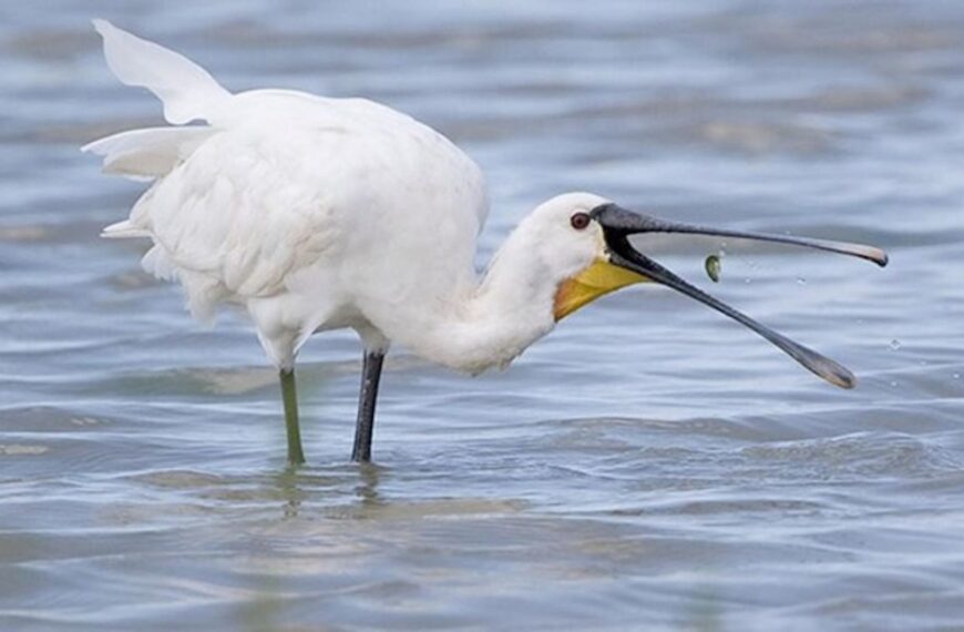 Nature Notes: Swallow numbers down, but large waterfowl broods