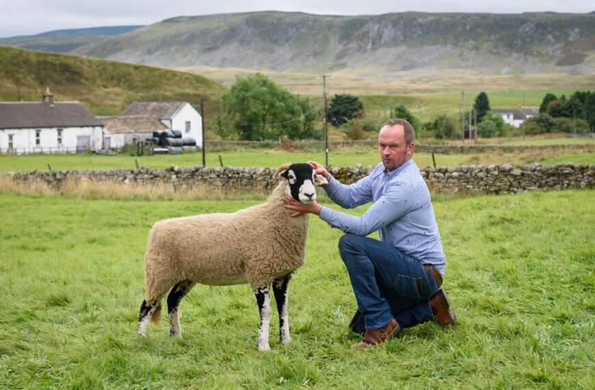 Superb Swaledale sheep on show