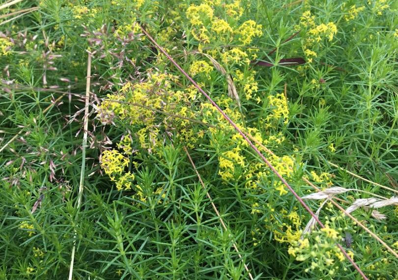 Perennial forms a glorious yellow…