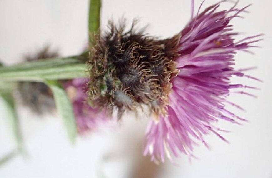 Can this flower tell if…