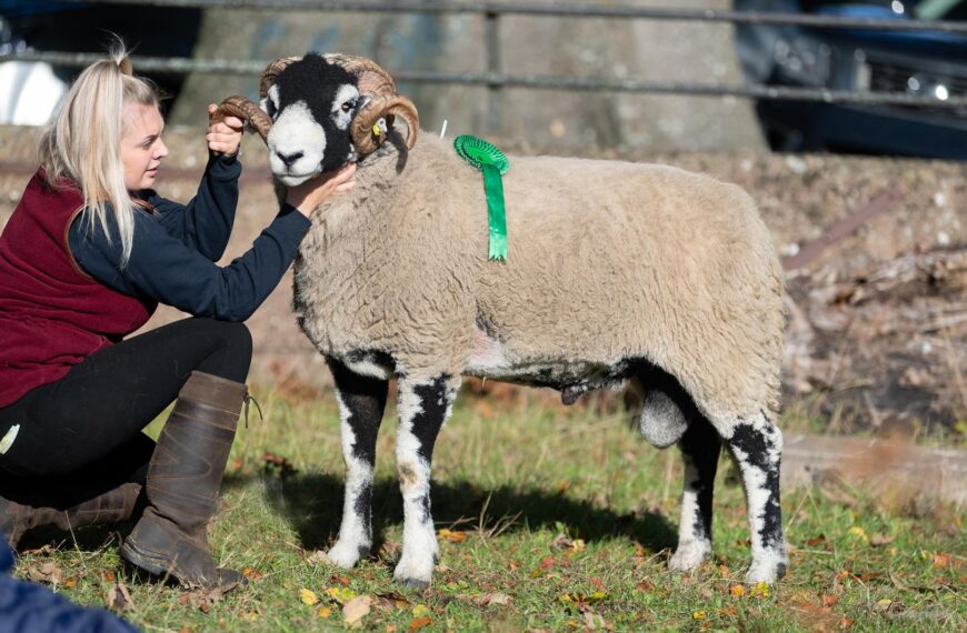 Clive’s shearling ram sells for&hellip;