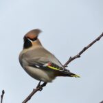 Nature Notes: Plenty to observe during winter&hellip;