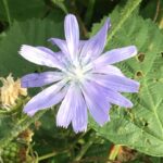 Flora and fauna: Salad days on a&hellip;