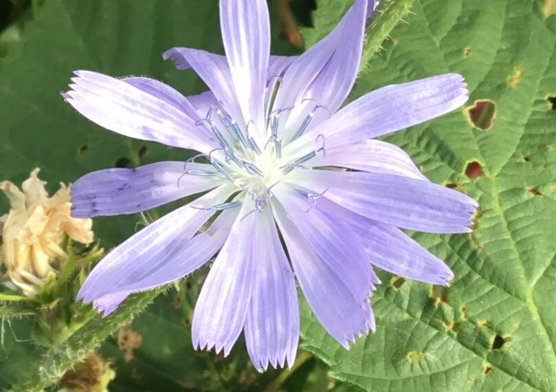 Flora and fauna: Salad days…