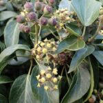 Flora and fauna: Goodbye and good riddance&hellip;
