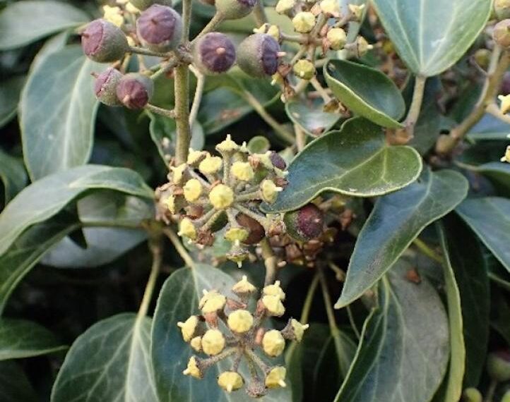 Flora and fauna: Goodbye and&hellip;