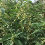 Grasp the nettle – it’ll help relieve&hellip;