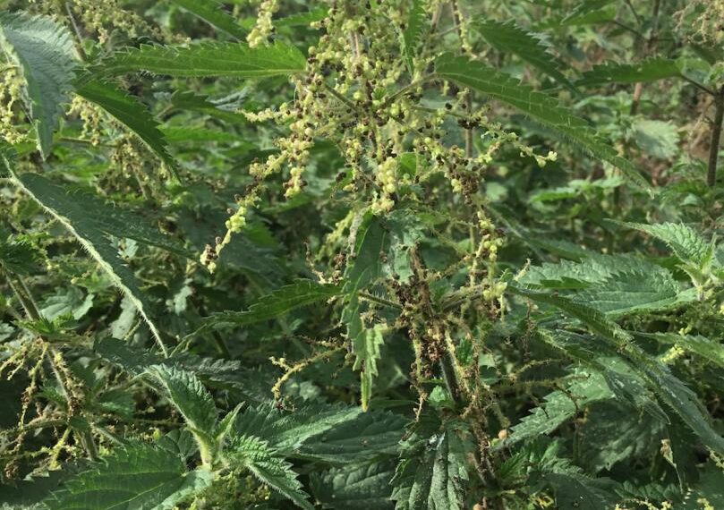 Grasp the nettle – it’ll help relieve arthritis