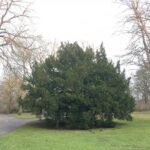 Flora and fauna: Veteran wonders were considered&hellip;