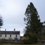 Calls to fell century old diseased trees…