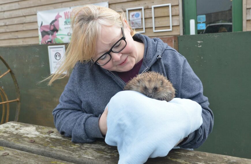 New ‘hedgehog hub’ to open&hellip;
