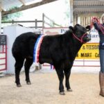 Pately Bridge Auction Mart