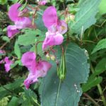 Flora and fauna: Highly regarded by bee-keepers&hellip;