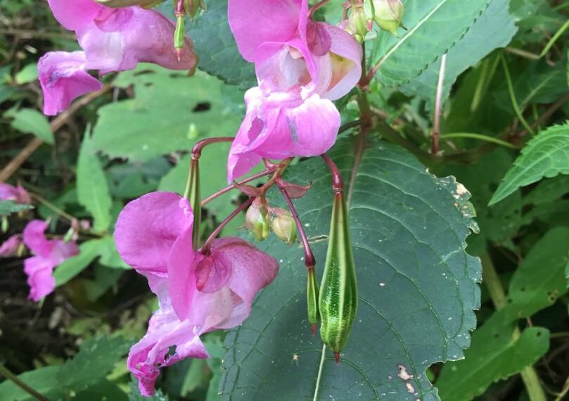 Flora and fauna: Highly regarded&hellip;
