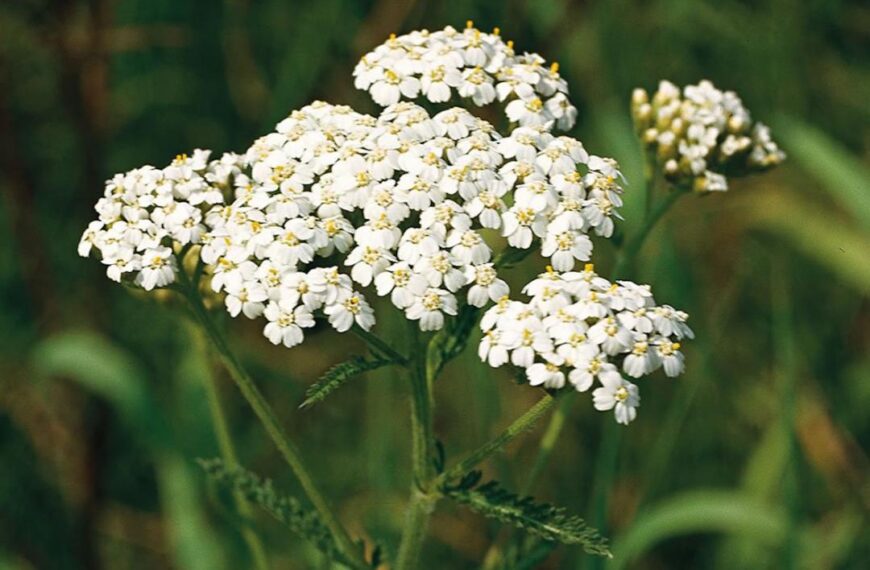 Flora and fauna: A cure for nosebleeds… and baldness?