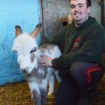 Meet the new-born donkey rarer than a…