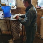 Wool of little value being used to&hellip;