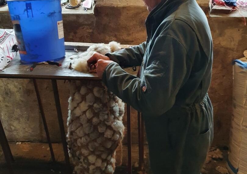 Wool of little value being&hellip;