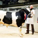 Pedigree British Blue bull’s new life in&hellip;