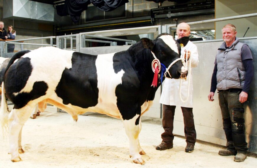 Pedigree British Blue bull’s new life in dale