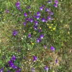 Carpeting the North Pennines to produce such&hellip;