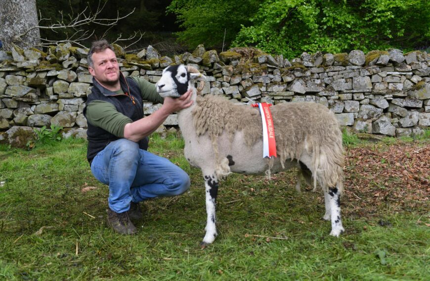 Sheep show makes a cracking&hellip;