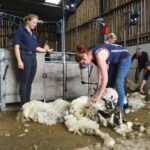 Trainees put their backs into sheep shearing