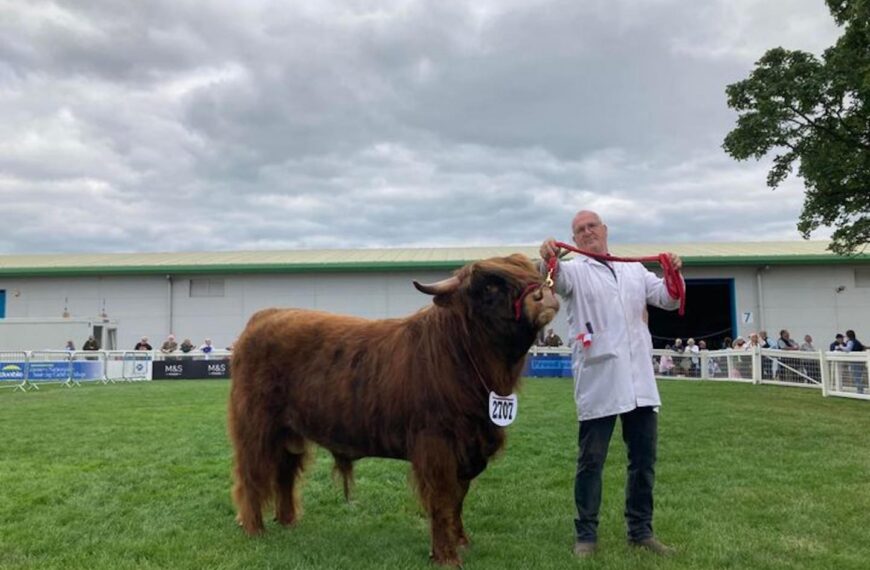 Scottish crown for dale-bred Highland