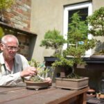 Why small is beautiful for bonsai grower…