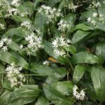 Flora and fauna: The topsy-turvy world of&hellip;