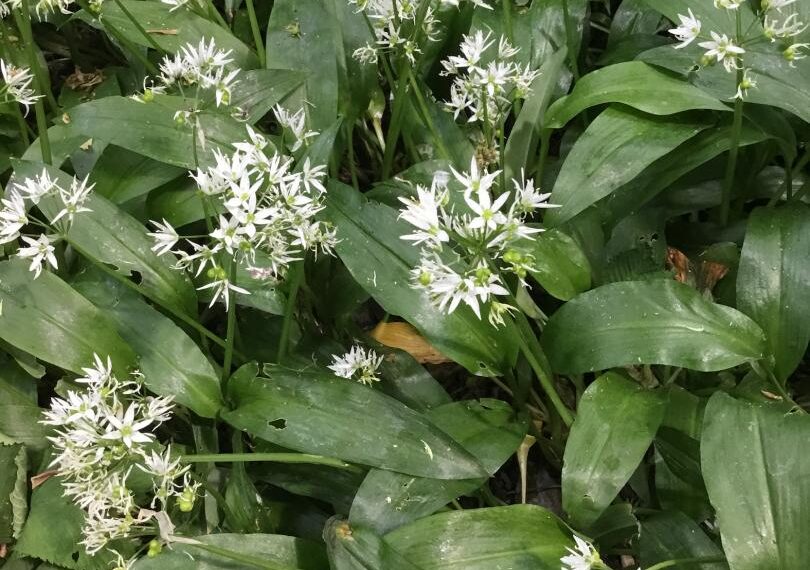 Flora and fauna: The topsy-turvy world of wild garlic