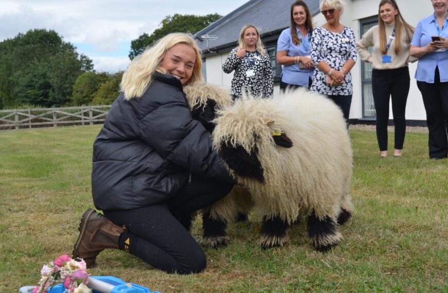 Shear genius: Business idea for cuddles with the cutest sheep in the world