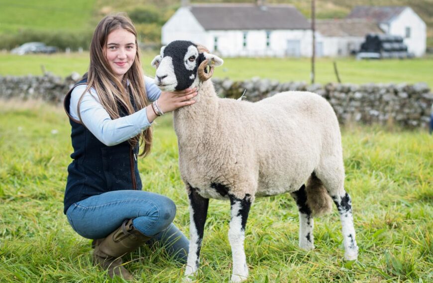 Superb Swaledales go on show at Langdon Beck