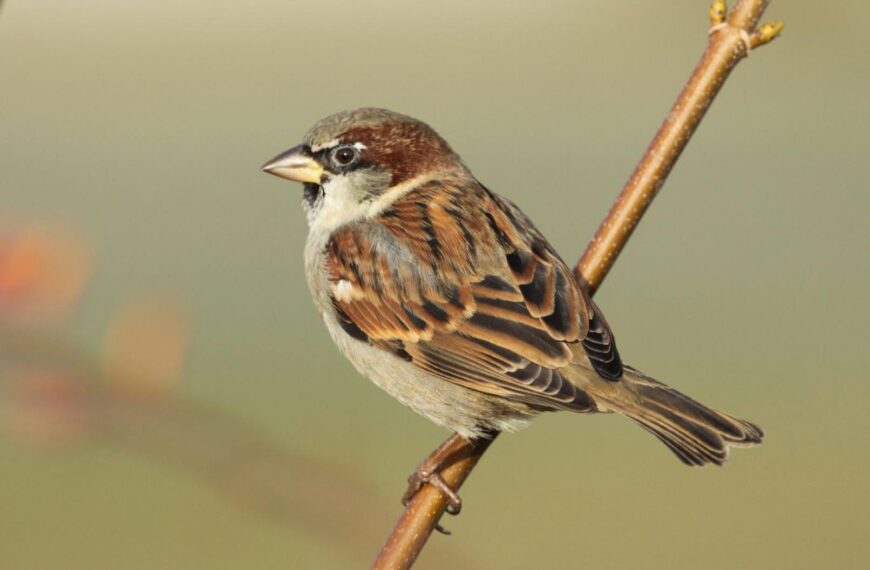Nature Notes: Feathered friends who…