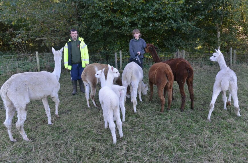 New-born alpacas are the stars…