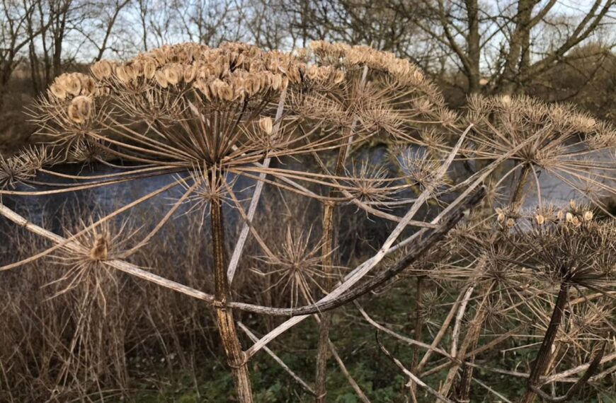 Trust’s winter war to stamp out hogweed
