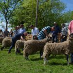 Herdwick classes introduced for this year’s Stainmore&hellip;