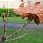 Flora and Fauna: Carpet of leaves disappears…