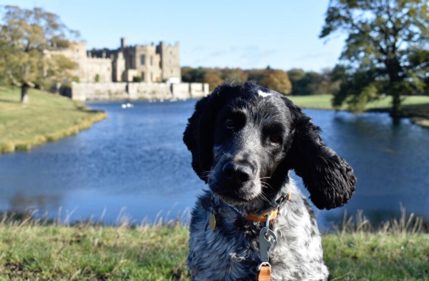 Dog walk leads to £936&hellip;