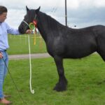 Dale ponies on parade for society’s big…