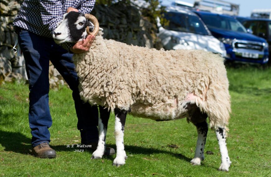 Top quality Swaledales on show&hellip;