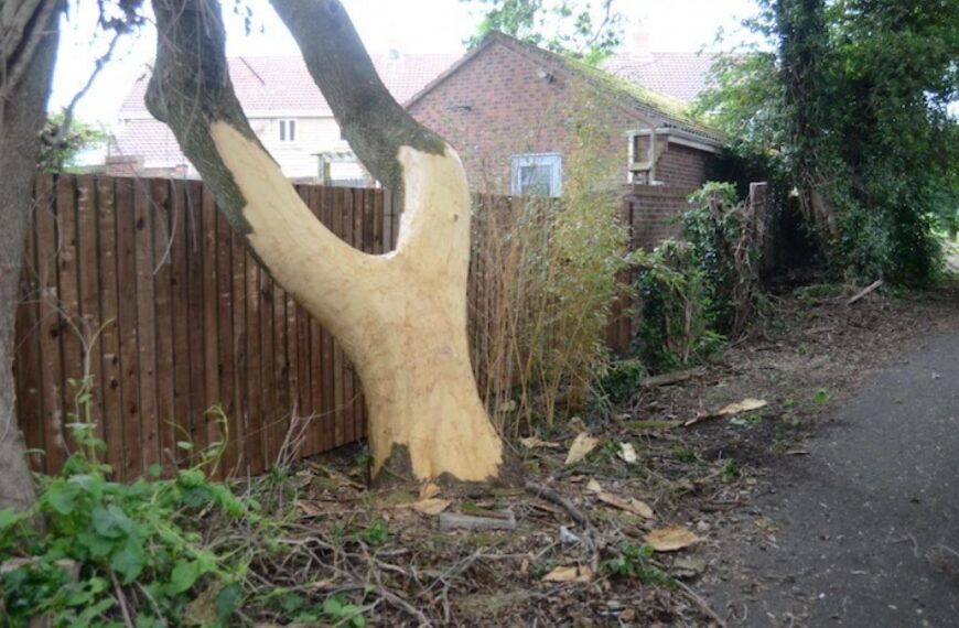 Vandals killing trees in Teesdale by stripping off bark