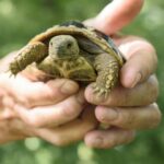 Horatio’s great escape: Tortoise found after three&hellip;
