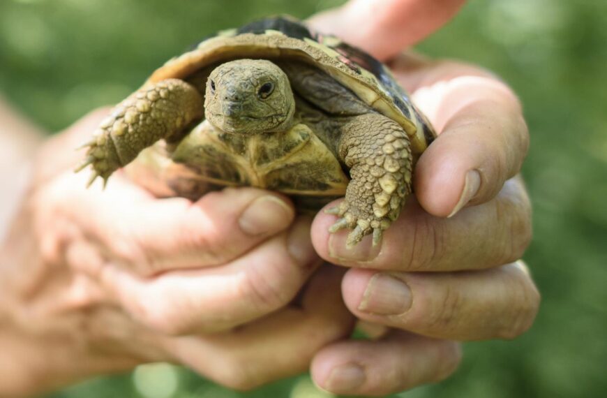 Horatio’s great escape: Tortoise found after three weeks on the run… he&hellip;