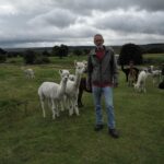Calming joy of trekking with alpacas