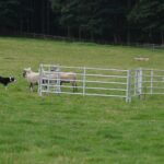 Spectacular Bowes Show in prospect