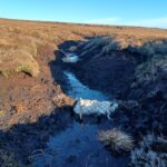 Huge area of peatland is restored