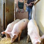 DNA tests continue on ‘Cumberland’ piglets