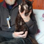 Police appeal as cat is shot in&hellip;