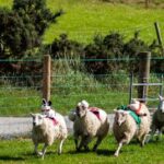 Village plans fun ‘lamb national’